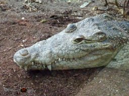 Tiergarten Schönbrunn am 12.03.2025